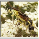 Tenthredo notha - Blattwespe 05.jpg